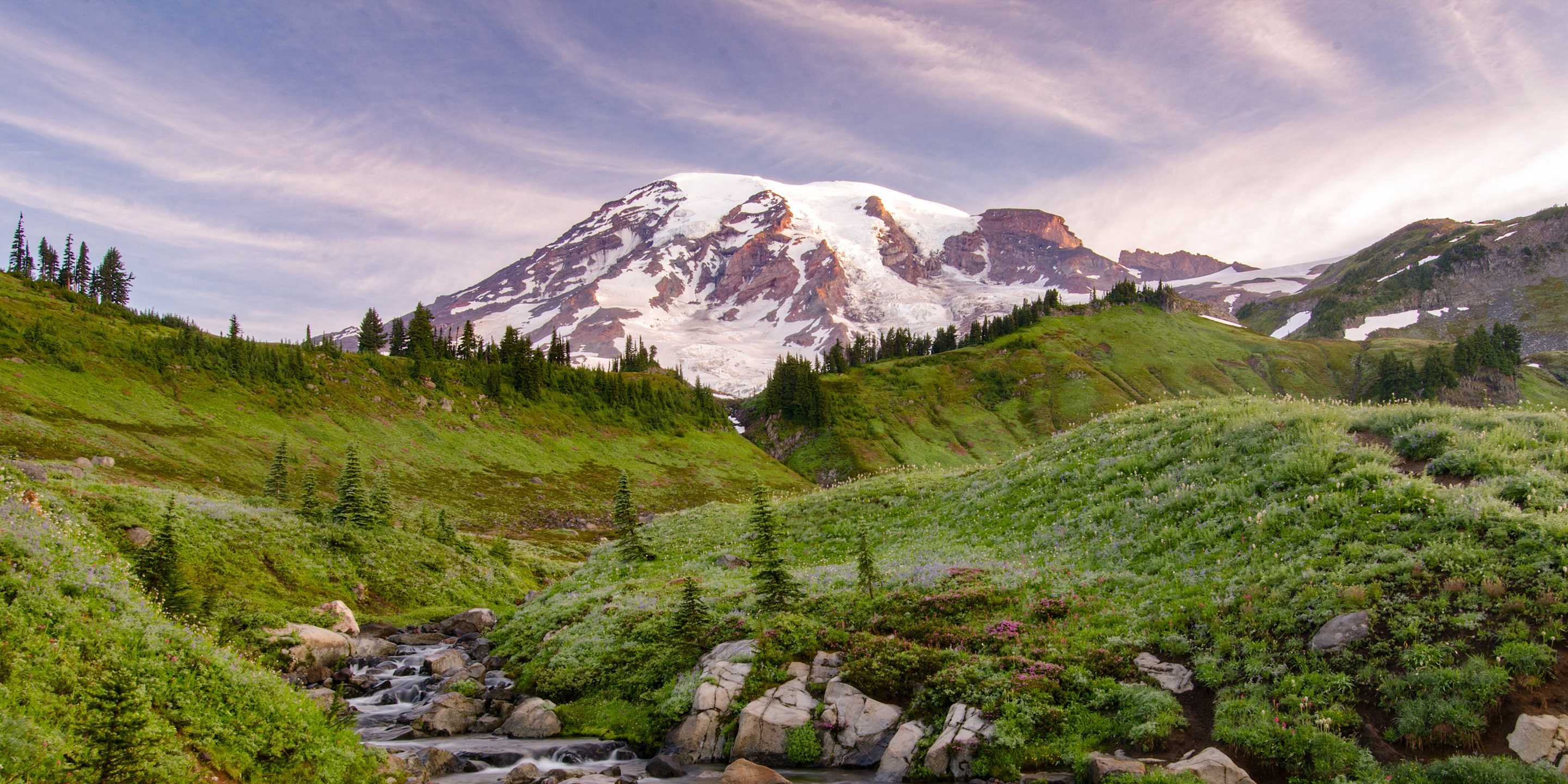 Green grass dotted with wildflowers in front of Mount Rainier in the national park.