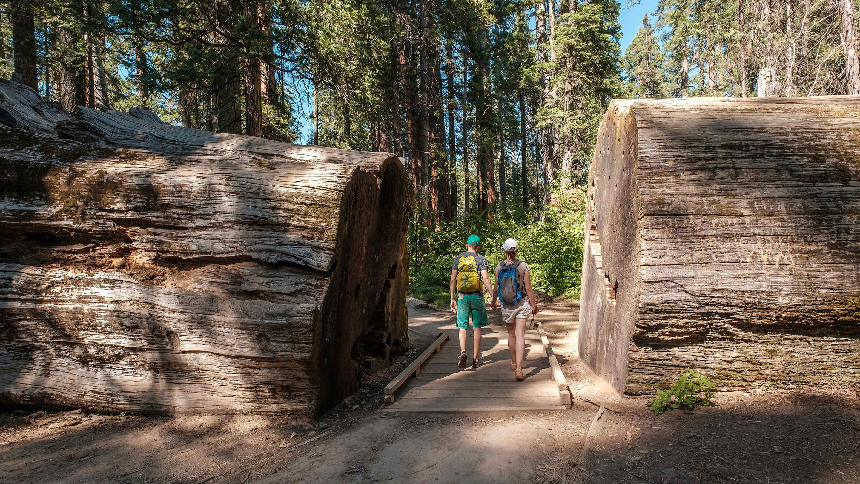 A man and a woman walk through a fallen Giant Sequoia at Calaveras State Park in California. 