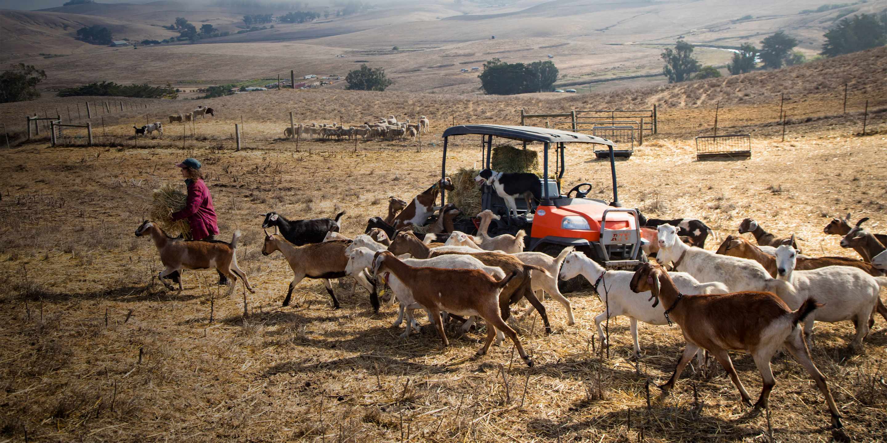 Goats eating hay in a pasture.