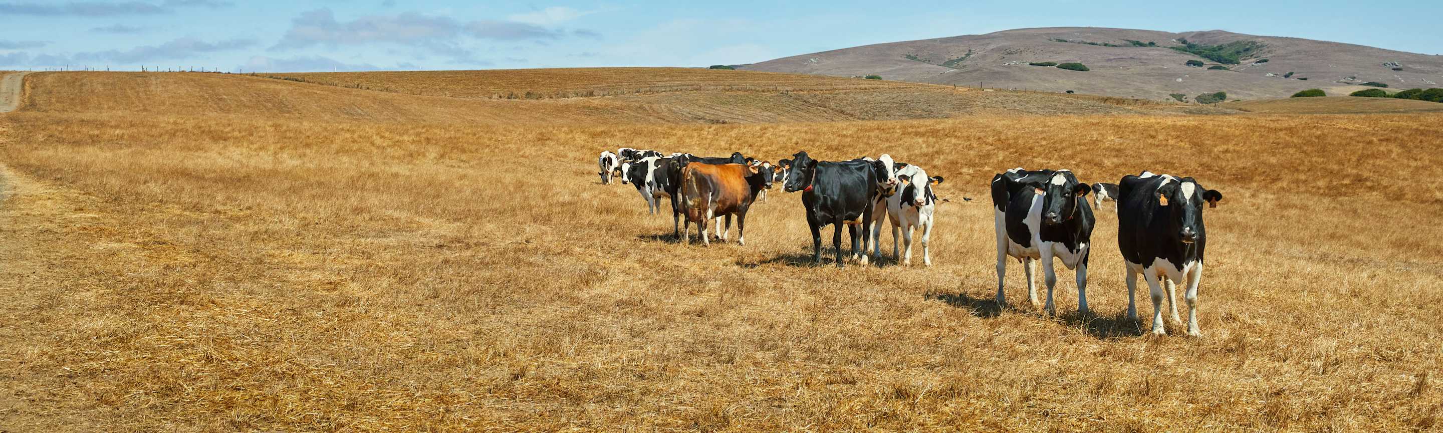 Cows at Point Reyes Cheese.