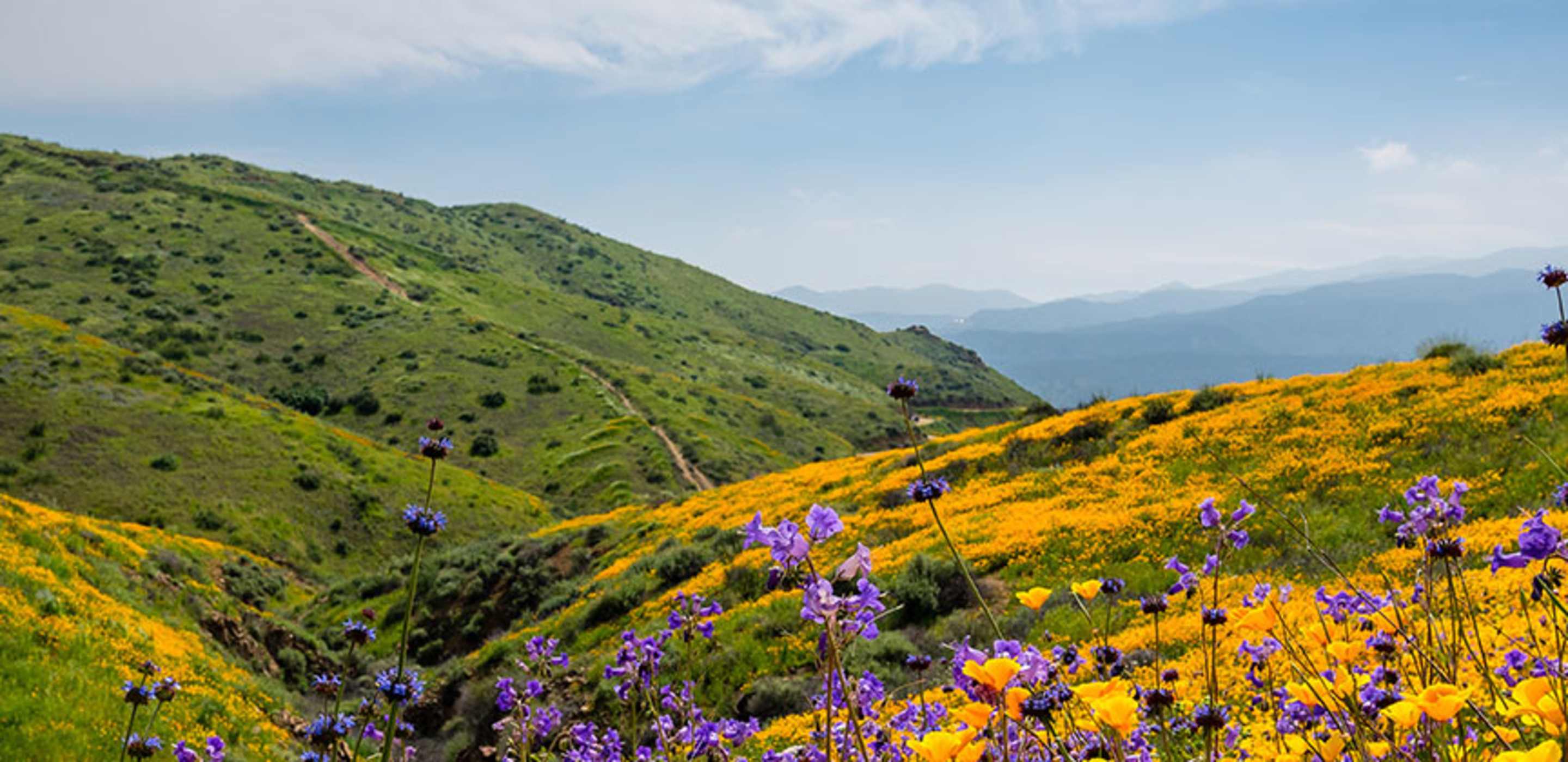 aaa members can visit spring wildflowers in california