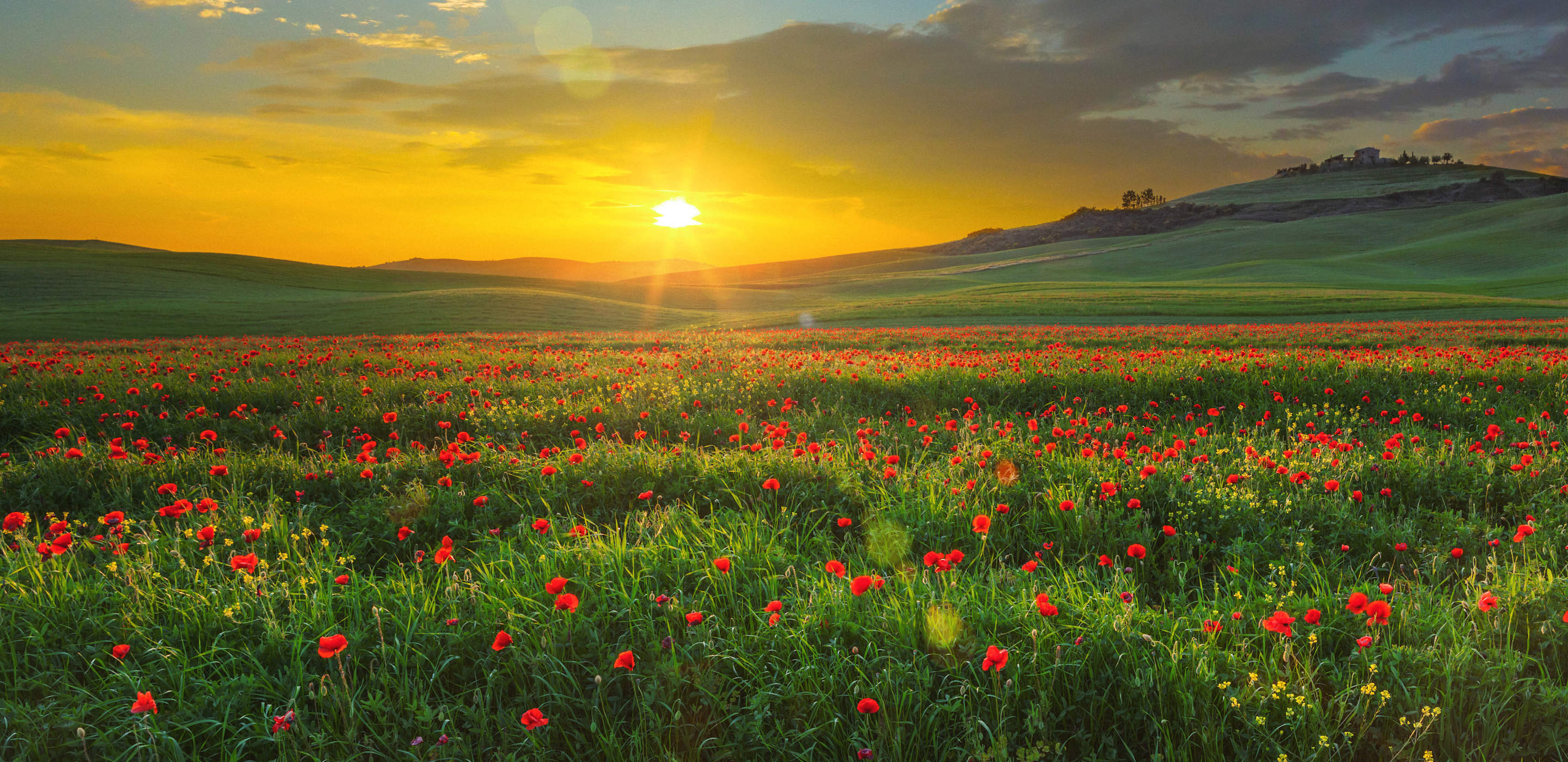 see sunrise over a poppy field in italy with member choice vacations