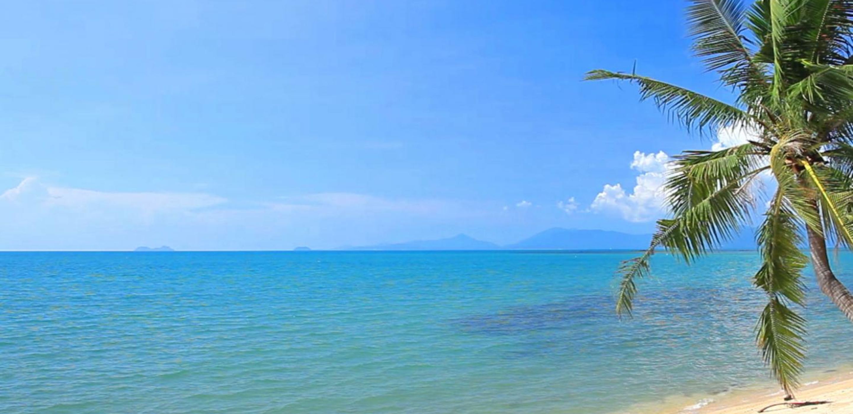 beach at the ocean with a palm tree on the right