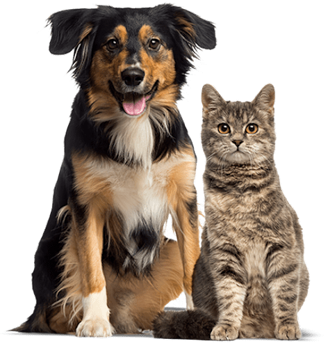 Pet Insurance