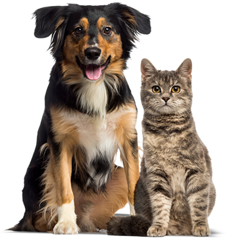 Pet Insurance