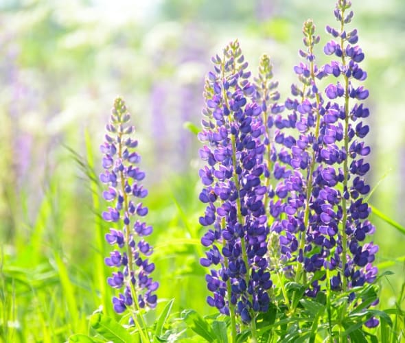 Purple lupines bloom above bright green grass
