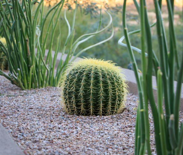 Cacti and succulents grow in gravel in a desert landscape.