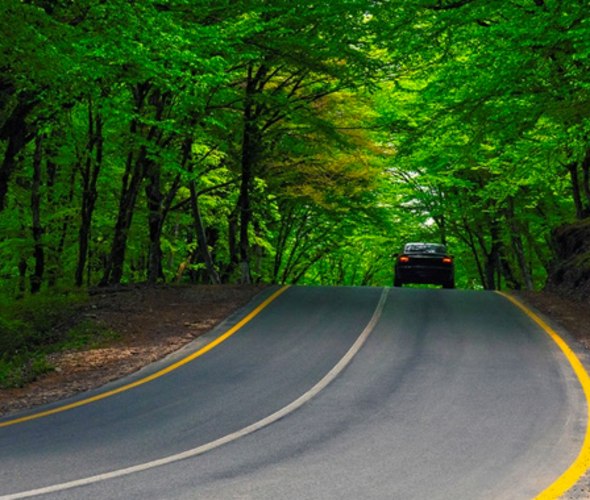 Car with AAA Roadside Assistance drives through a green forest road
