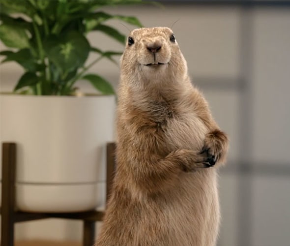 a screenshot from the AAA Insurance video,  Gopher.