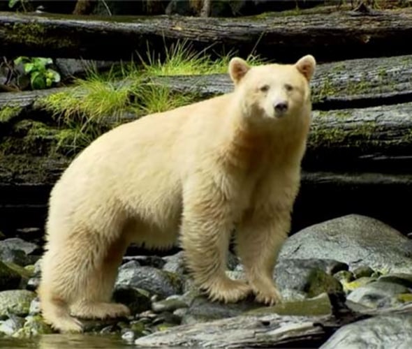 white bear in canadian rockies