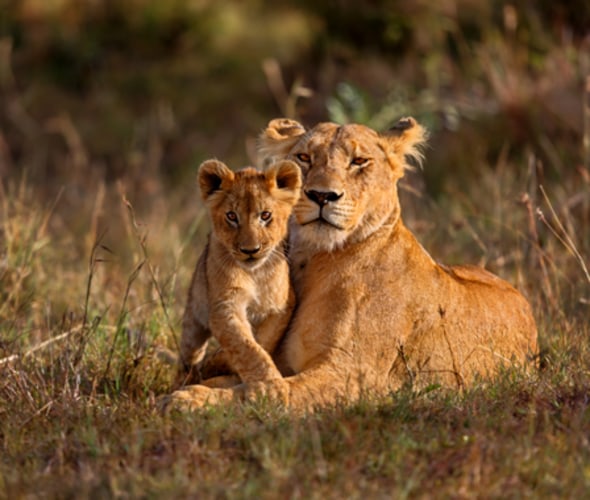 start planning a trip to see lions on safari in africa