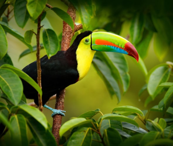 start planning a trip to see toucans in costa rica