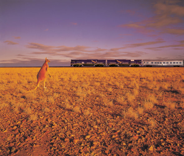 travel by train on the india pacific and see kangaroos in australia