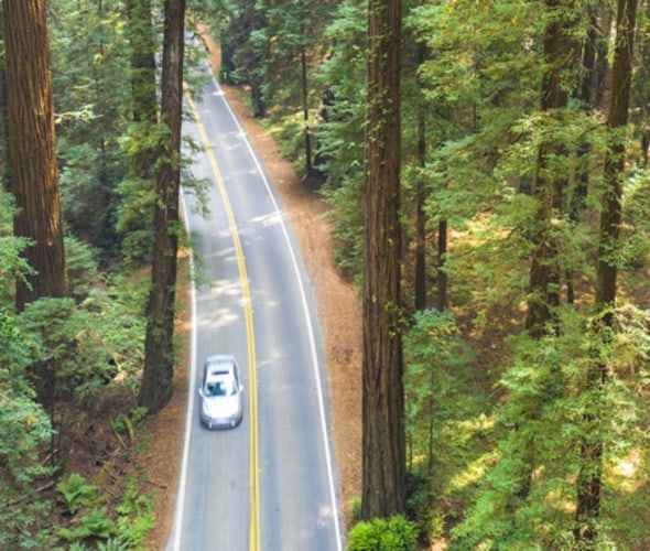 Car covered by AAA car insurance driving on a redwood-lined road in California