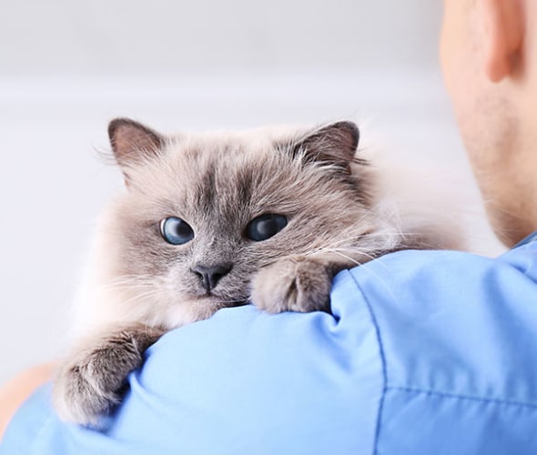 a vet holds a cat covered by Embrace pet insurance from AAA