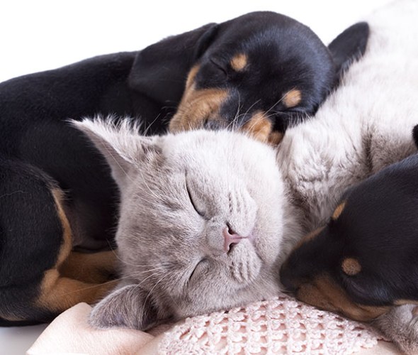 Two puppies and a cat covered by pet insurance from AAA