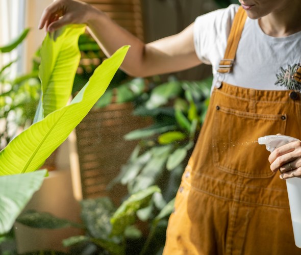 A woman mists the leaves of a tropical houseplant.
