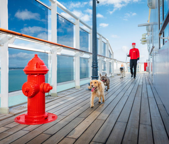 cruise deals include transatlantic crossings on cunard ships where pets are welcome