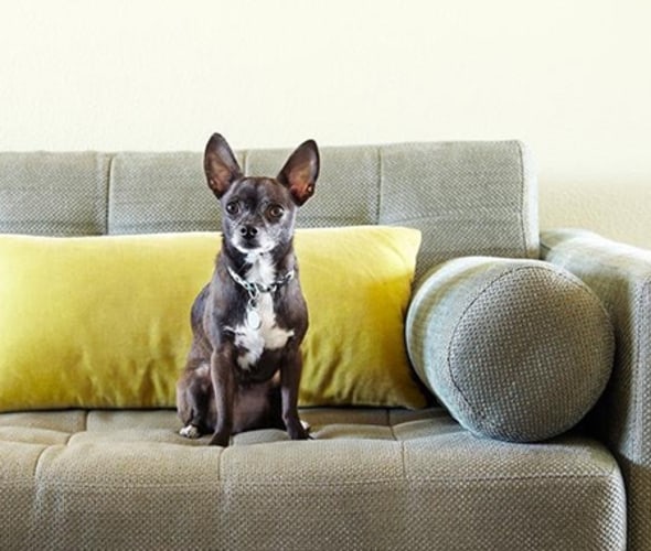 Dog sitting on sofa in a home covered by AAA insurance