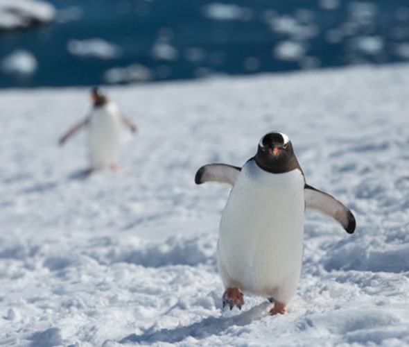 see penguins on a silversea cruise to antarctica
