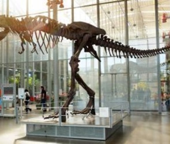 Cal Academy dinosaur skeleton