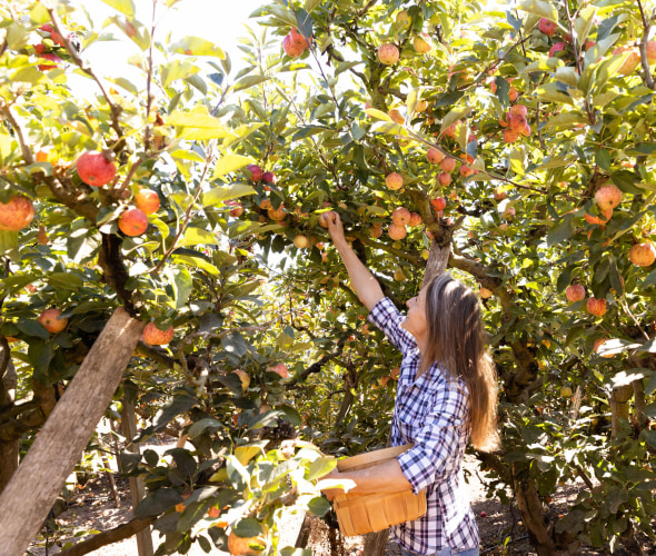 A woman picks an apple at Gizdich Ranch in Watsonville, CA.