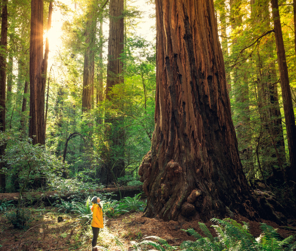 A person in a raincoat stands under redwood trees.