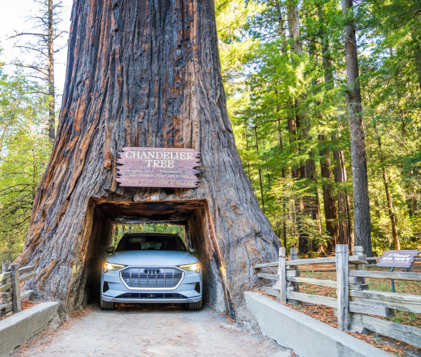Electric vehicle drives through the Chandelier Tree in  in Leggett, California.