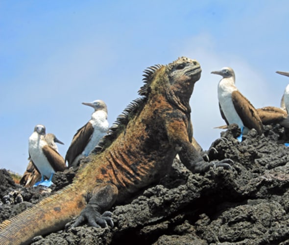 take a dream vacation and visit the galapagos islands