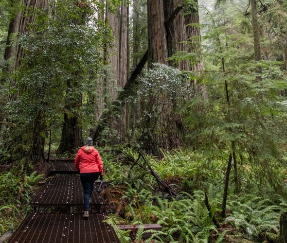 A woman hikes on an elevated boardwalk in the Grove of the Titans at Jedediah Smith Redwoods State Park.