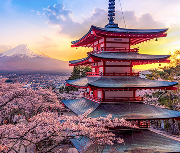 cherry blossoms and mount fuji in japan