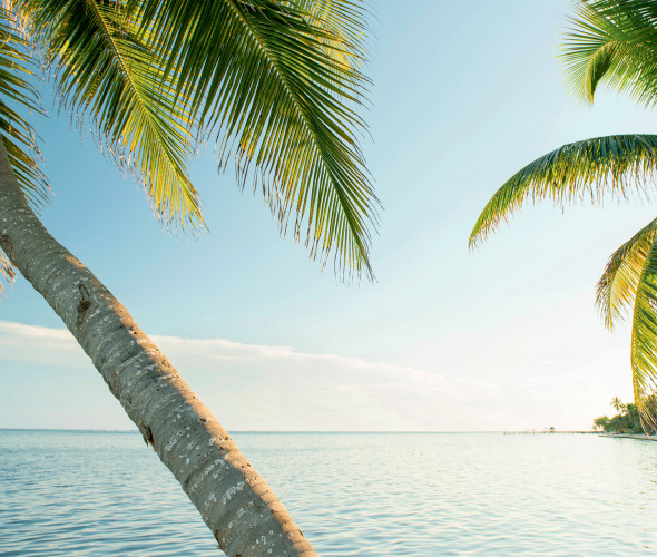 palm trees lean at water's edge in Ambergris Caye, Belize.