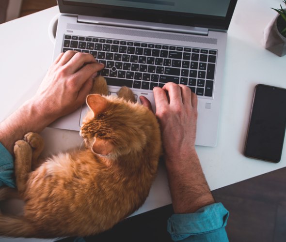AAA member with cat on laptop