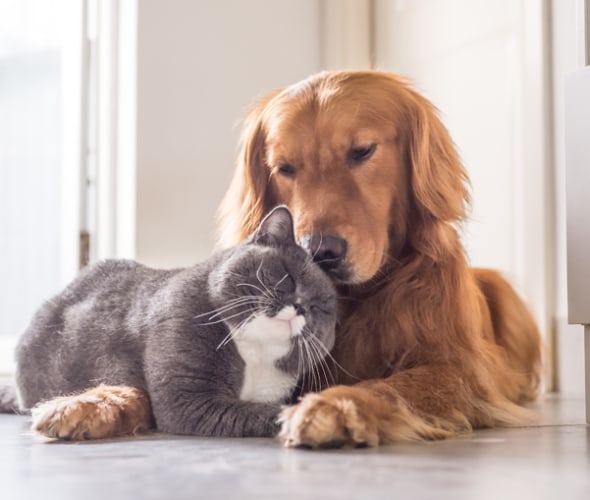 dog and cat laying on floor
