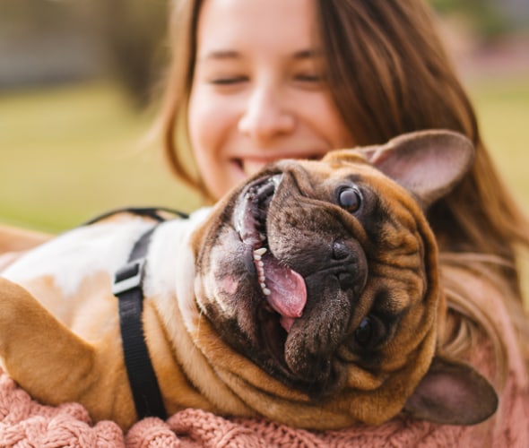 AAA member with English bulldog