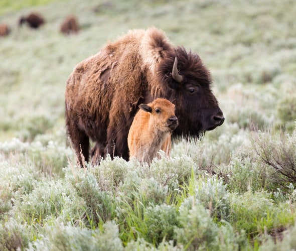 A bison and her calf forage in Yellowstone National Park in spring.
