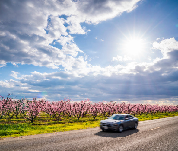A car drives past blooming orchards in Fresno, California.