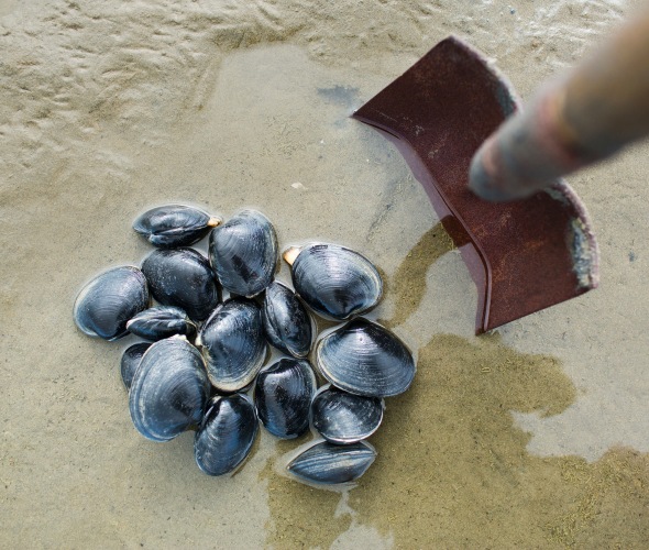 A shovel next to a pile of butter clams on the sand along the Oregon Coast