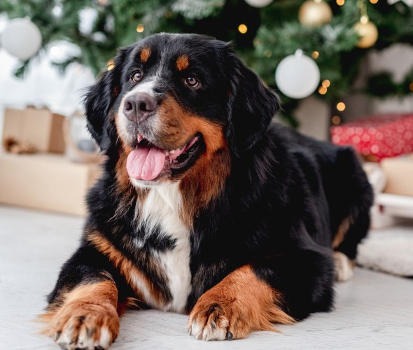 A Bernese mountain dog lounges in front of a Christmas tree.
