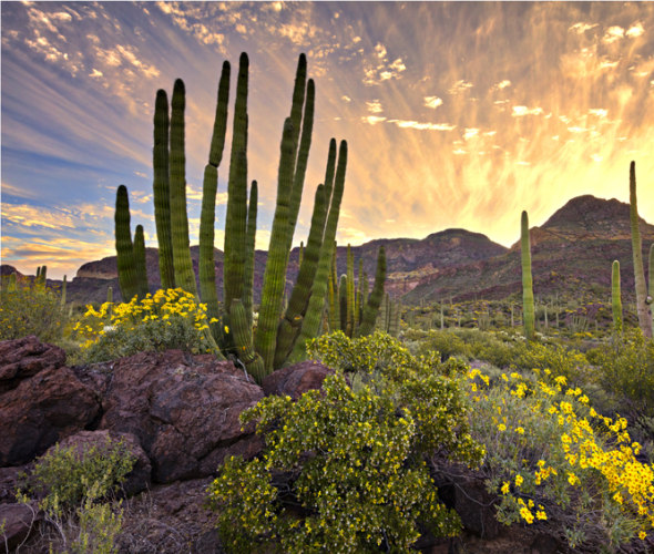 organ pipe cactii with desert blooms and dramatic sunset at Organ Pipe Cactus National Monument in southern Arizona's Sonoran Desert.