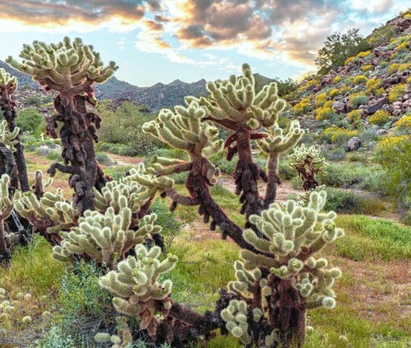Cholla cacti in Arizona's White Tank Mountain Regional Park.
