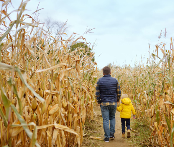 A dad and his son walk through a corn maze on a fall day.