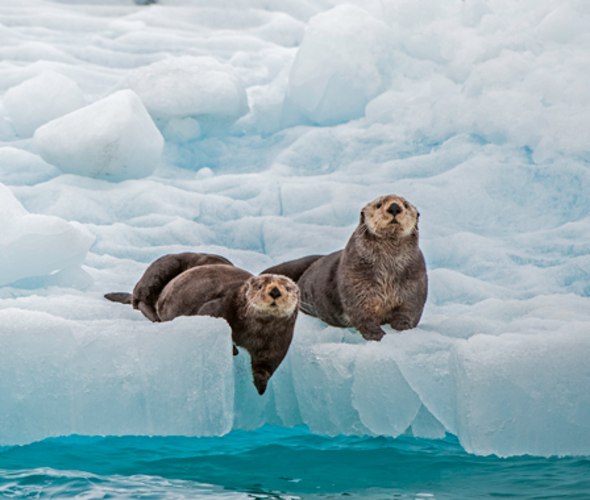 sea otters in alaska