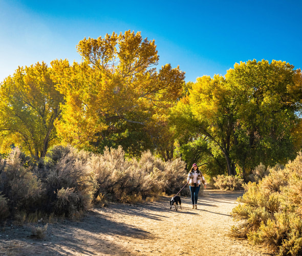 Take a walk in Carson River Park in Carson City, Nevada.