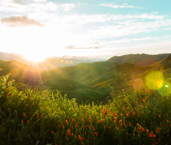 California's Lake Elsinore Hills is green and vibrant during wildflower season.