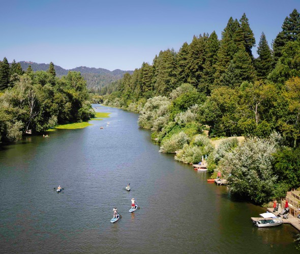 Paddle boarders on the tree-lined Russian River near Johnson's Beach.
