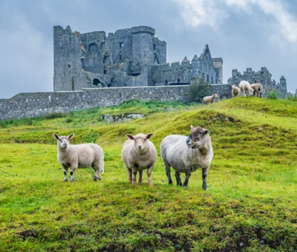 sheep and castle in ireland