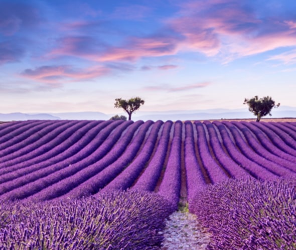 lavender fields in provence