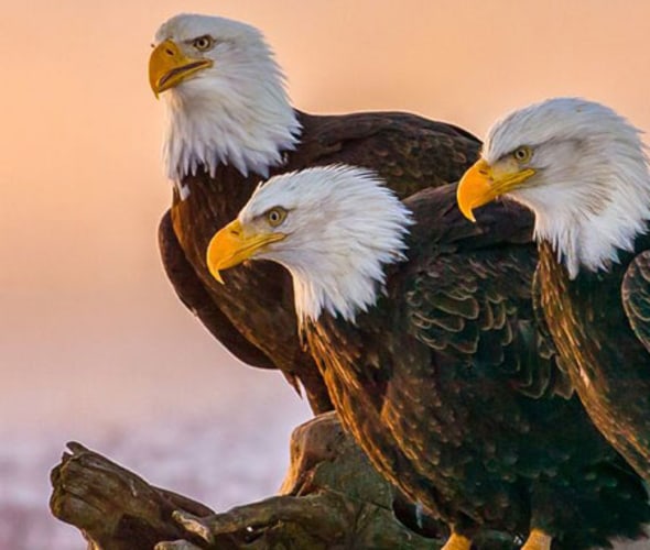 trio of bald eagles
