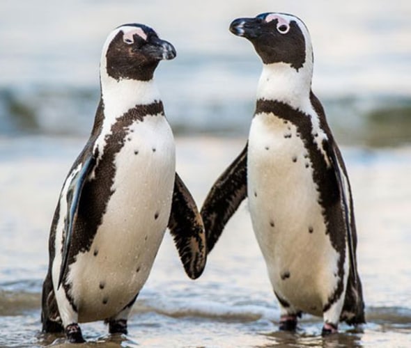 Partnered penguins holding flippers 
